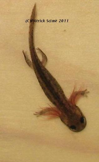 Larve di salamandra pezzata e rana italica